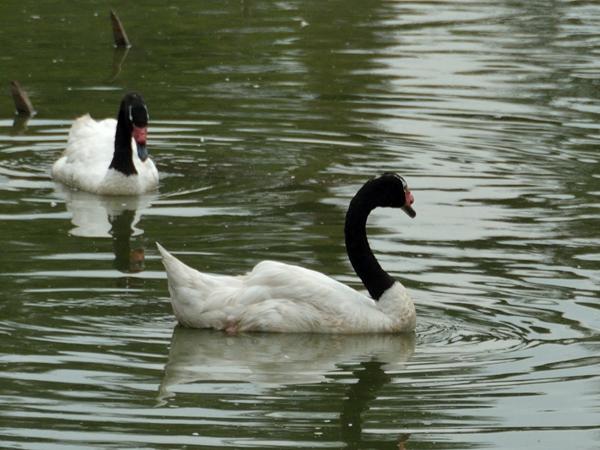 <h3><a href="/trips/salesopolis-2014/biota/animalia/chordata/aves/007 anseriformes/003 anatidae/cygnus melancoryphus/cygnus melancoryphus-nl.html">Cygnus&nbsp;melancoryphus</a> / Black‑necked&nbsp;swan / Zwarthalszwaan</h3><p>Deze foto heb ik in de dierentuin gemaakt, maar deze zwaan leeft wel langs de Atlantische kust bij Sao Paulo. Dus ik vond dat het toelaatbaar was. </p>NIKON D7100 met AF-S DX VR Zoom-Nikkor 18-200mm f/3.5-5.6G IF-ED [II], 1/2500 sec  bij F5.6, ISO 500, afstand 21.1&nbsp;m